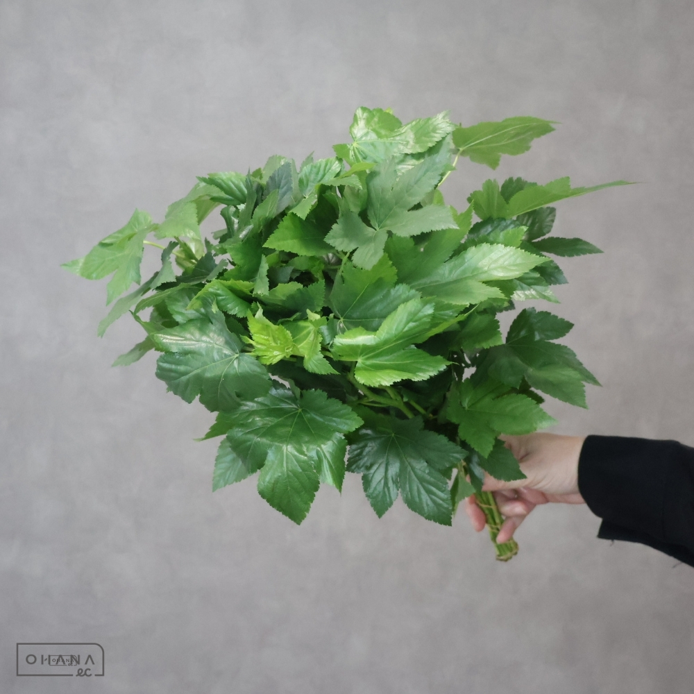 木イチゴ　ベビーハンズ A 50cm