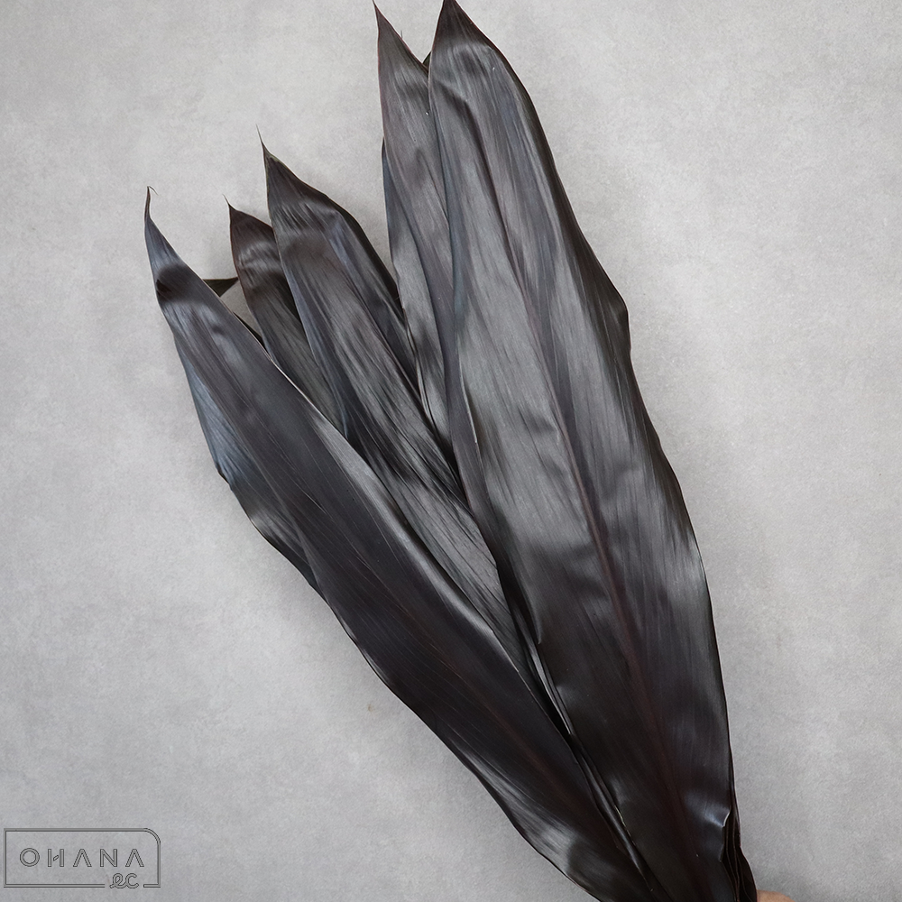 ドラセナ　ブラックタイ　60cm 