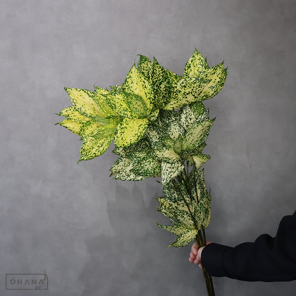 ドラセナ　フロリダビュ－ティ ３Ｌ 80cm ■発送時は75cm以下にカット