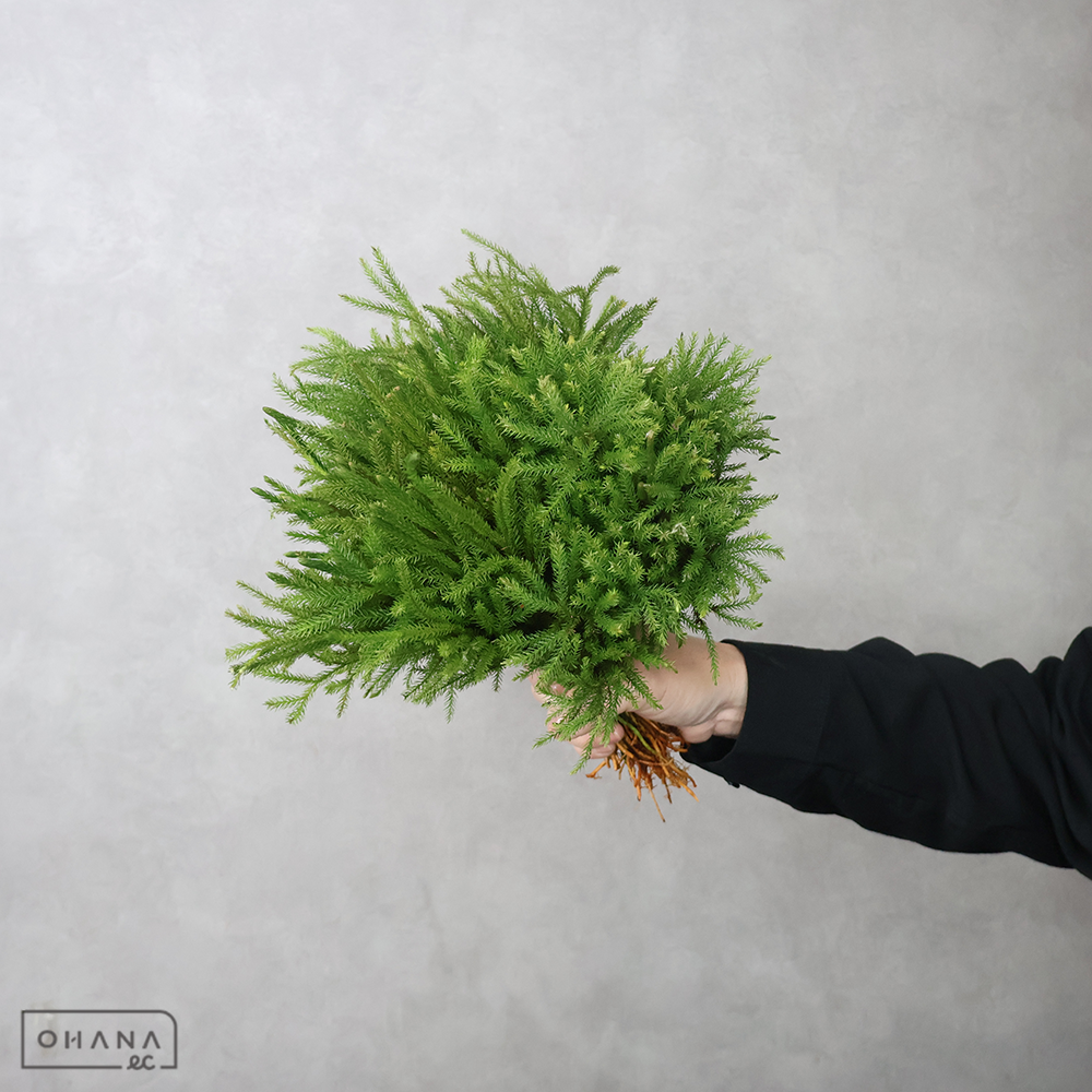 ヒカゲ　※3束ロット　  30cm 束30本