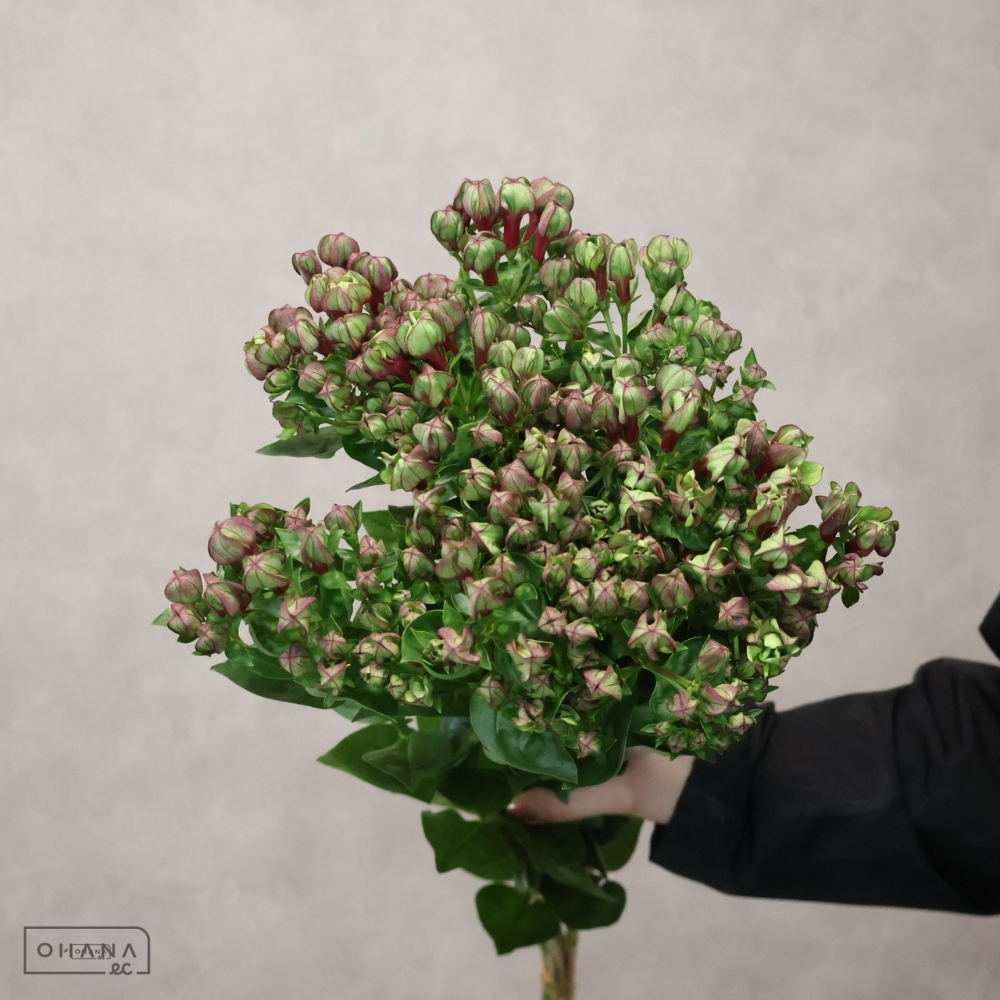 【SALE】　ブバルジア　オータム　秀 70cm　※クレーム対象外