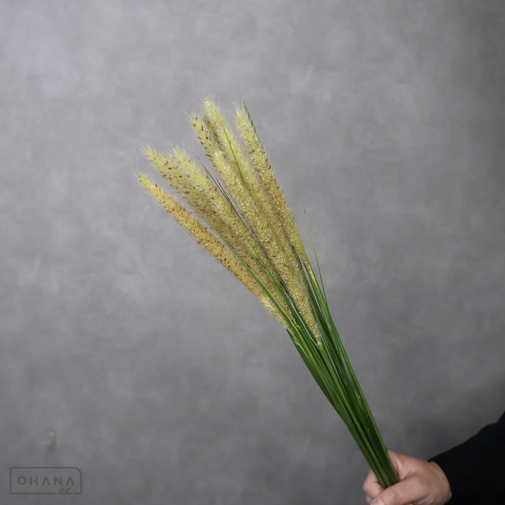 ペニセタム  テールフェザー 秀  70cm