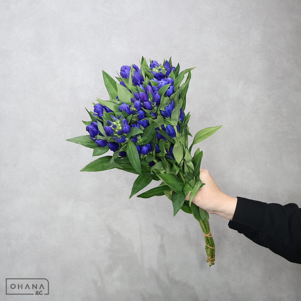 リンドウ　紫　  曲り80cm ■発送時は75cm以下にカット