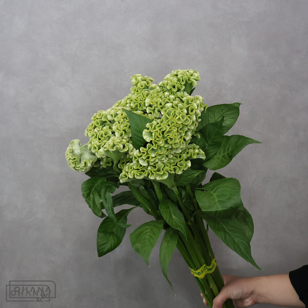 ケイトウ緑　アスカセレクト　グリーン　秀 80cm 