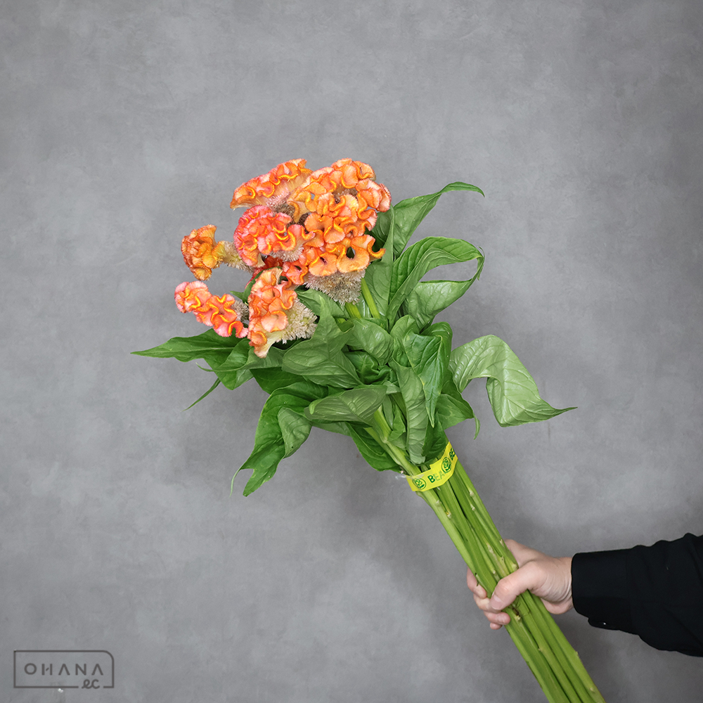 ケイトウオレンジ　アスカセレクト　アプリコｯト　秀 80cm ■発送時は75cm以下にカット ※種の部分、黒くなっています！