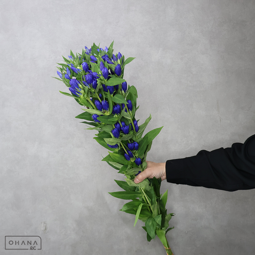 リンドウ　紫　秀80cm ■発送時は75cm以下にカット