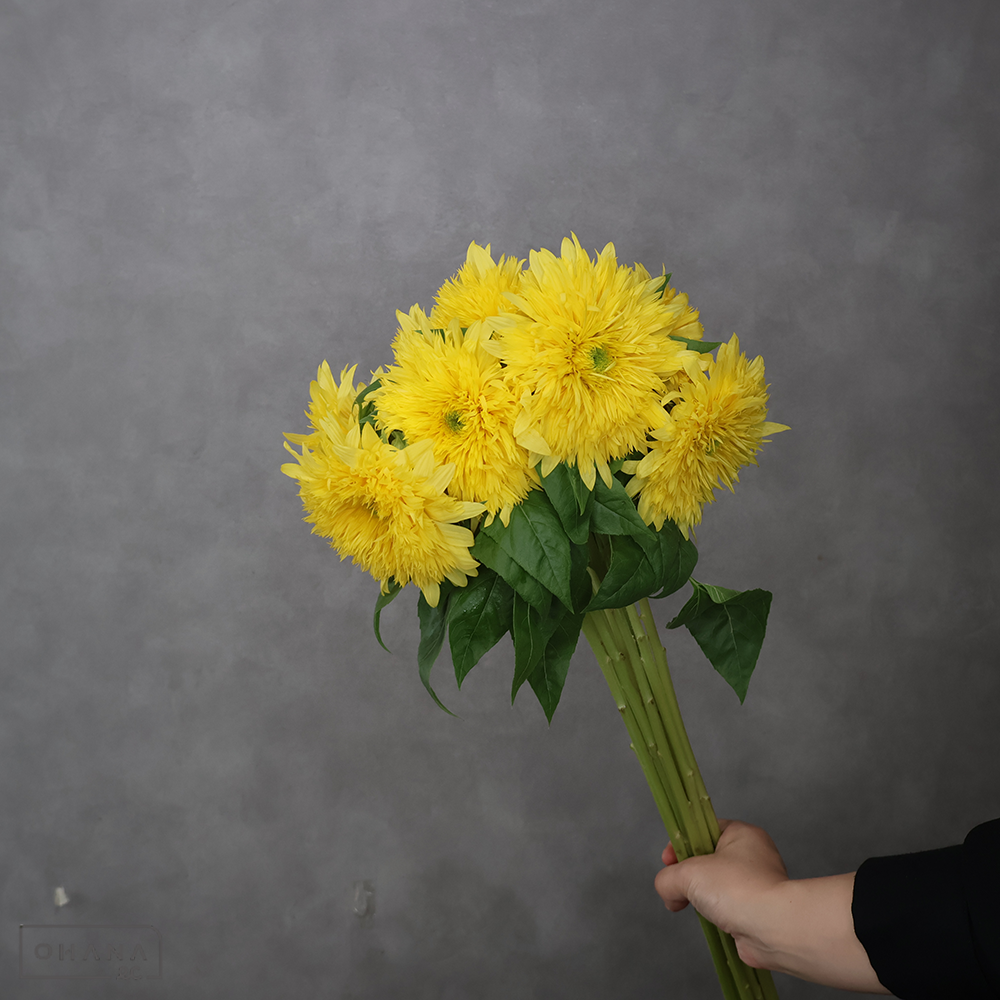 ヒマワリ　レモネード　秀80cm花径12-10cm ■発送時は75cm以下にカット