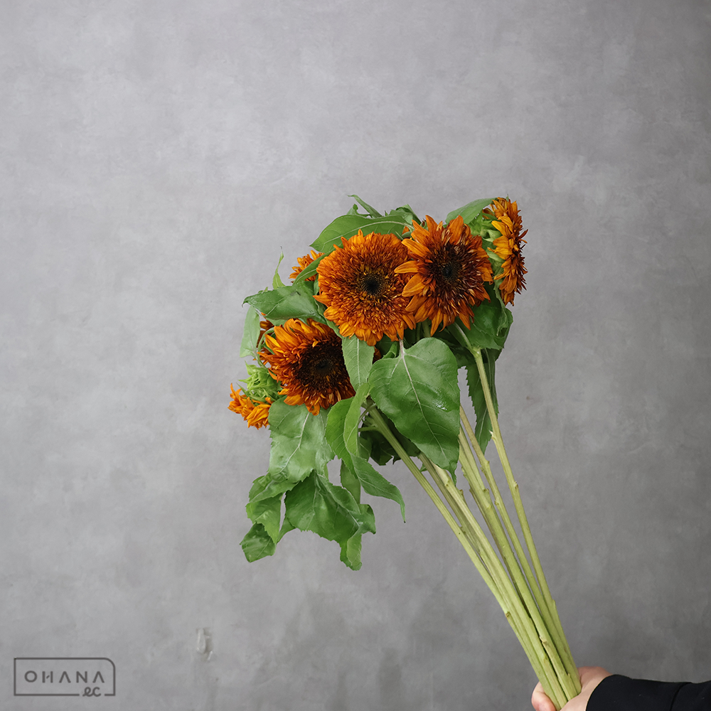 ヒマワリ　ダージリン 秀80cm花径8-10cm ■発送時は75cm以下にカット
