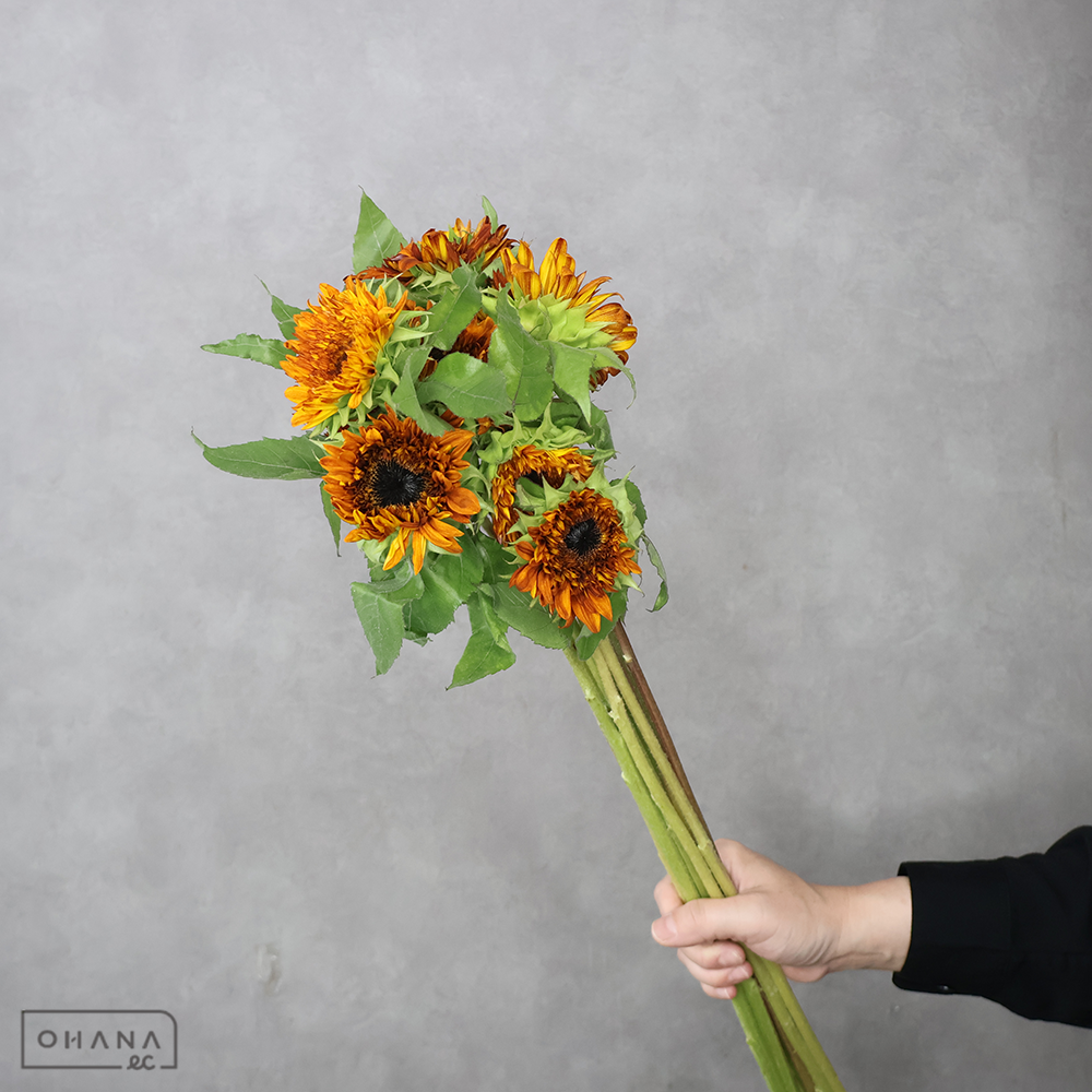 ヒマワリ　ダージリン  80cm 花径5-6cm ※5本束 ■発送時は75cm以下にカット