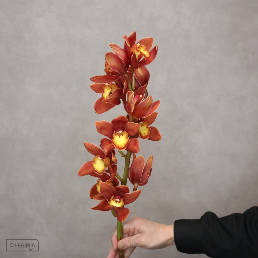 【SALE】　シンピ　あかね　55cm 　※クレーム対象外