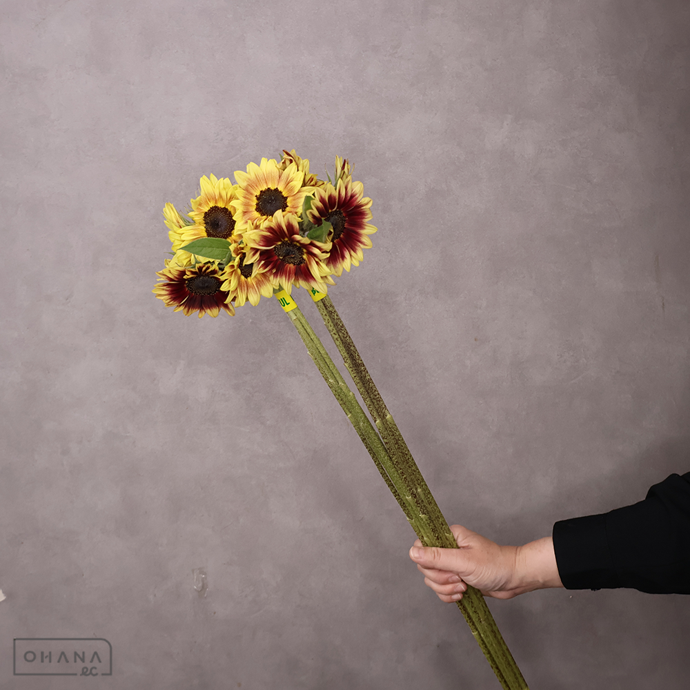 ヒマワリ　サンリッチライチ　秀 80cm 花径6cm  ■発送時は75cm以下にカット