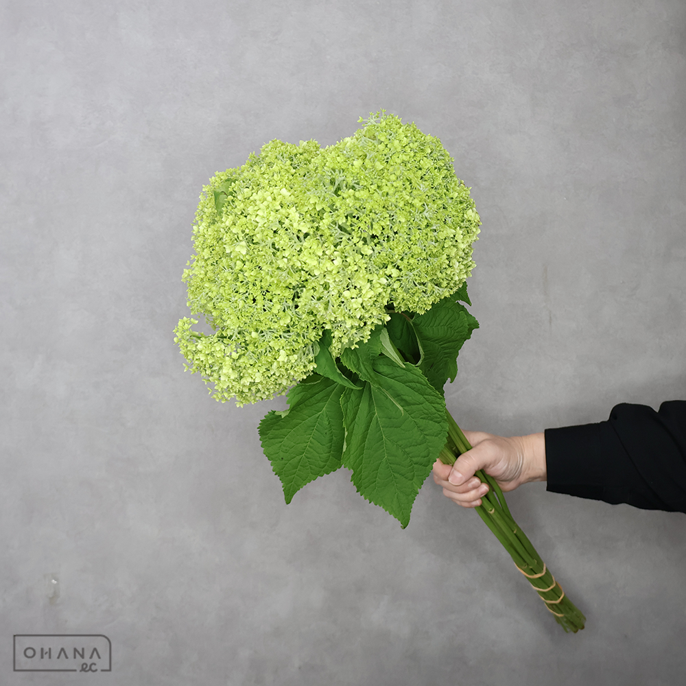 アジサイ　アナベル　フレッシュグリーン　秀 70cm