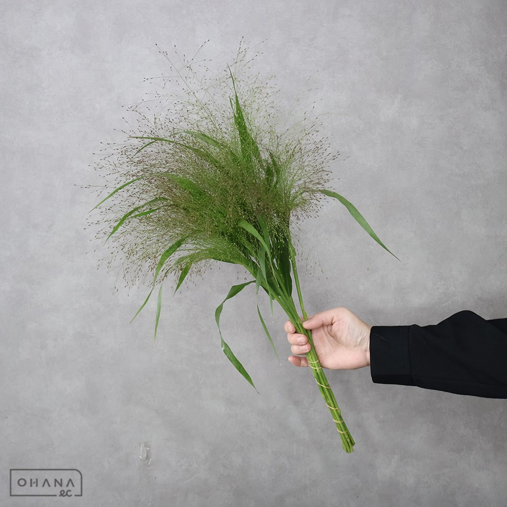 パニカム　フォンテーヌ 秀 50cm 