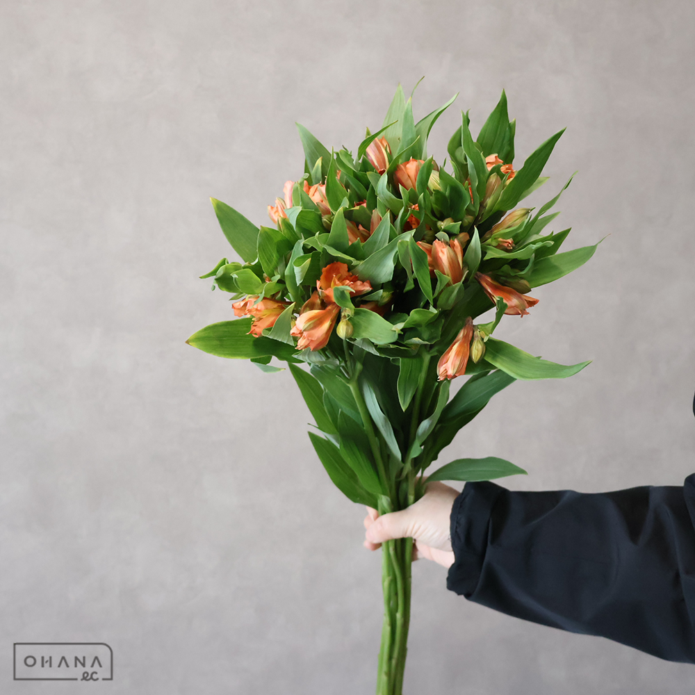 アルストロメリア　オレンジクィーン  70cm 