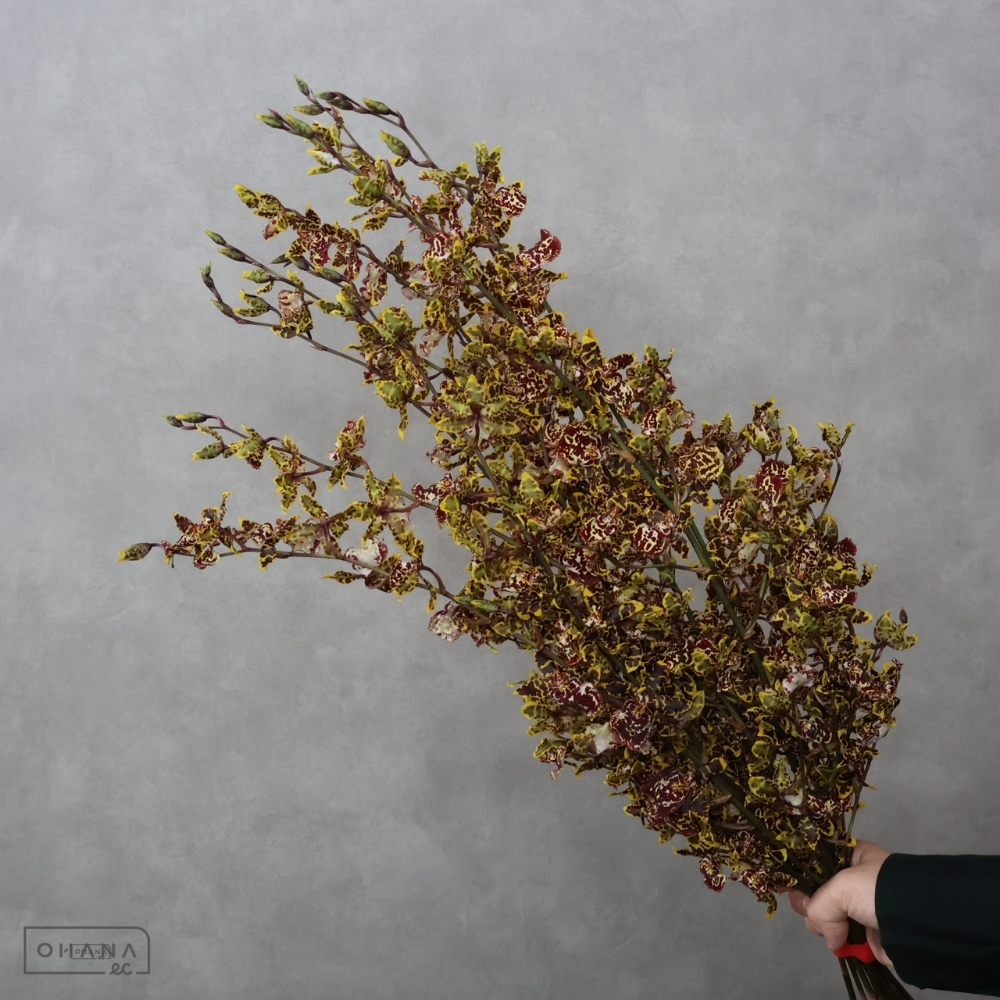 オンシジューム　ワイルドキャｯト４Ｌ 70cm 
