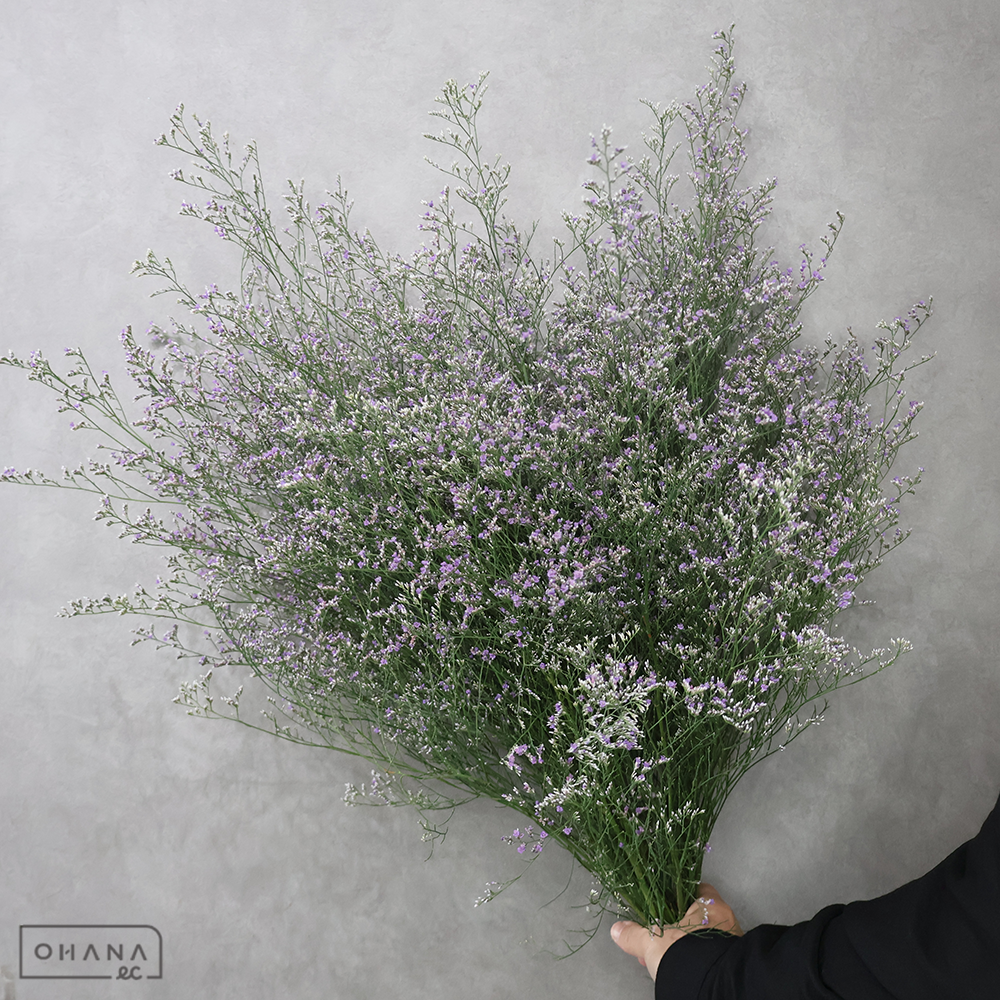 ＨＢスターチス　ブルファン１００ Ａ 80cm ■発送時は75cm以下にカット