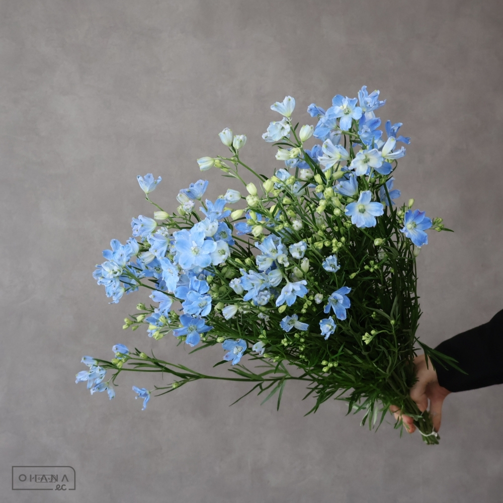 デルヒニューム　スーパープラチナブルー　Ａ 50cm