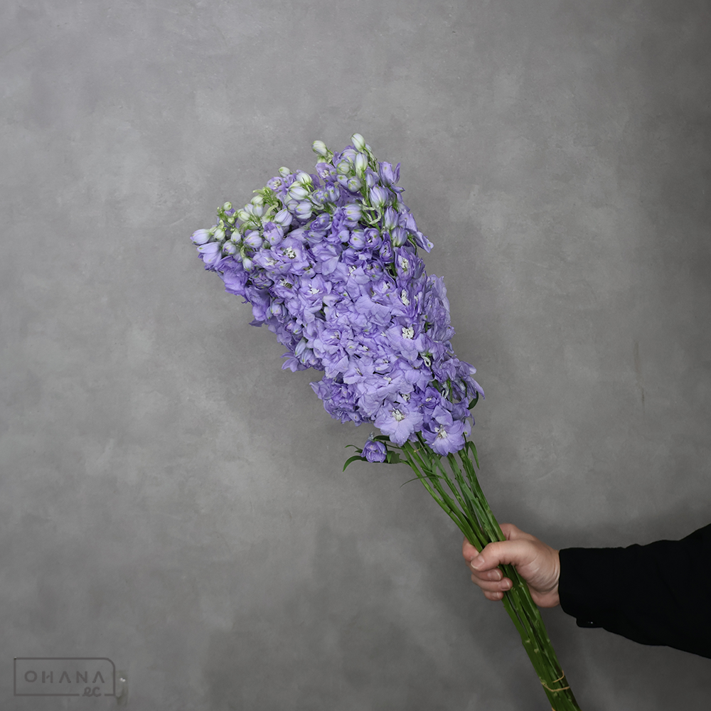 デルヒニューム　ライラックキャンドル　優 70cm 
