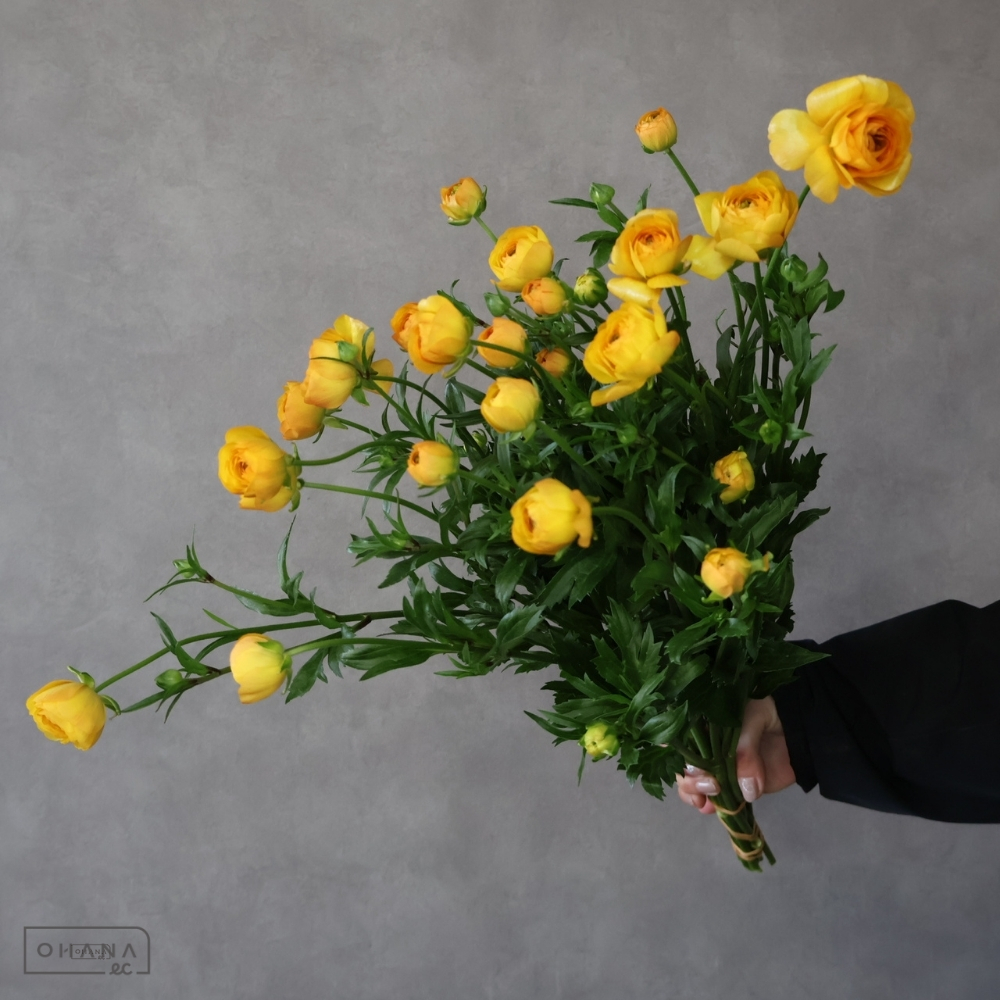 【SALE】　ラナンキュラス　ラックス ミネルバ　秀 60-50cm　※クレーム対象外