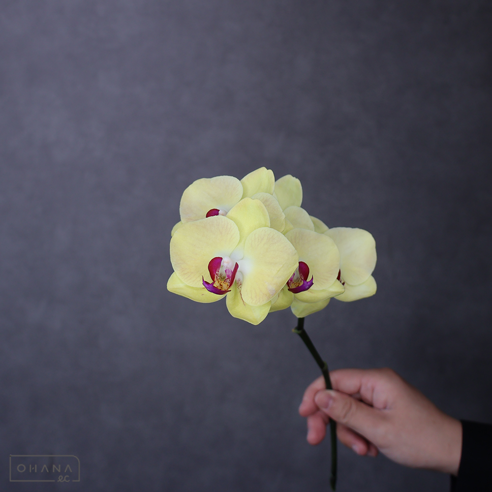 【SALE】ミディコチョウラン　タイダアポロ　秀　※クレーム対象外