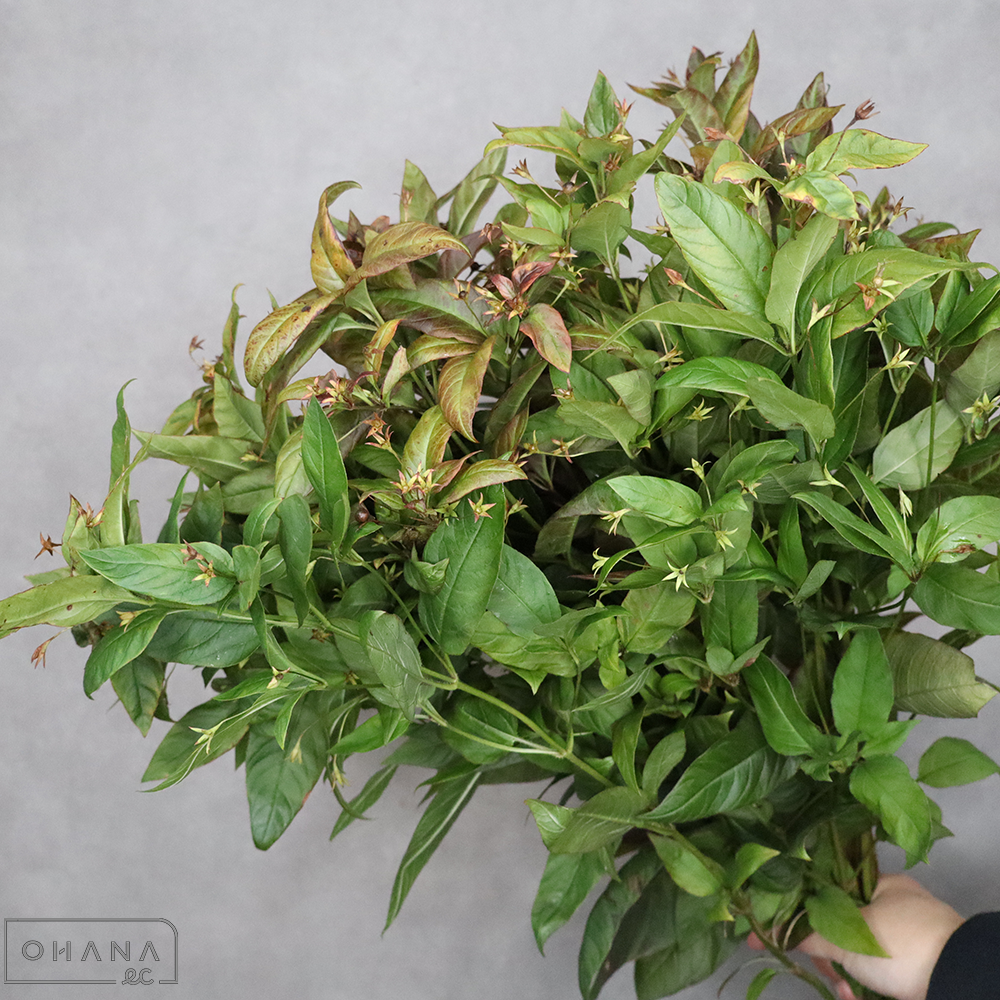 リシマキア　ファイヤークラッカー  秀 3L 90cm ■発送時は75cm以下にカット