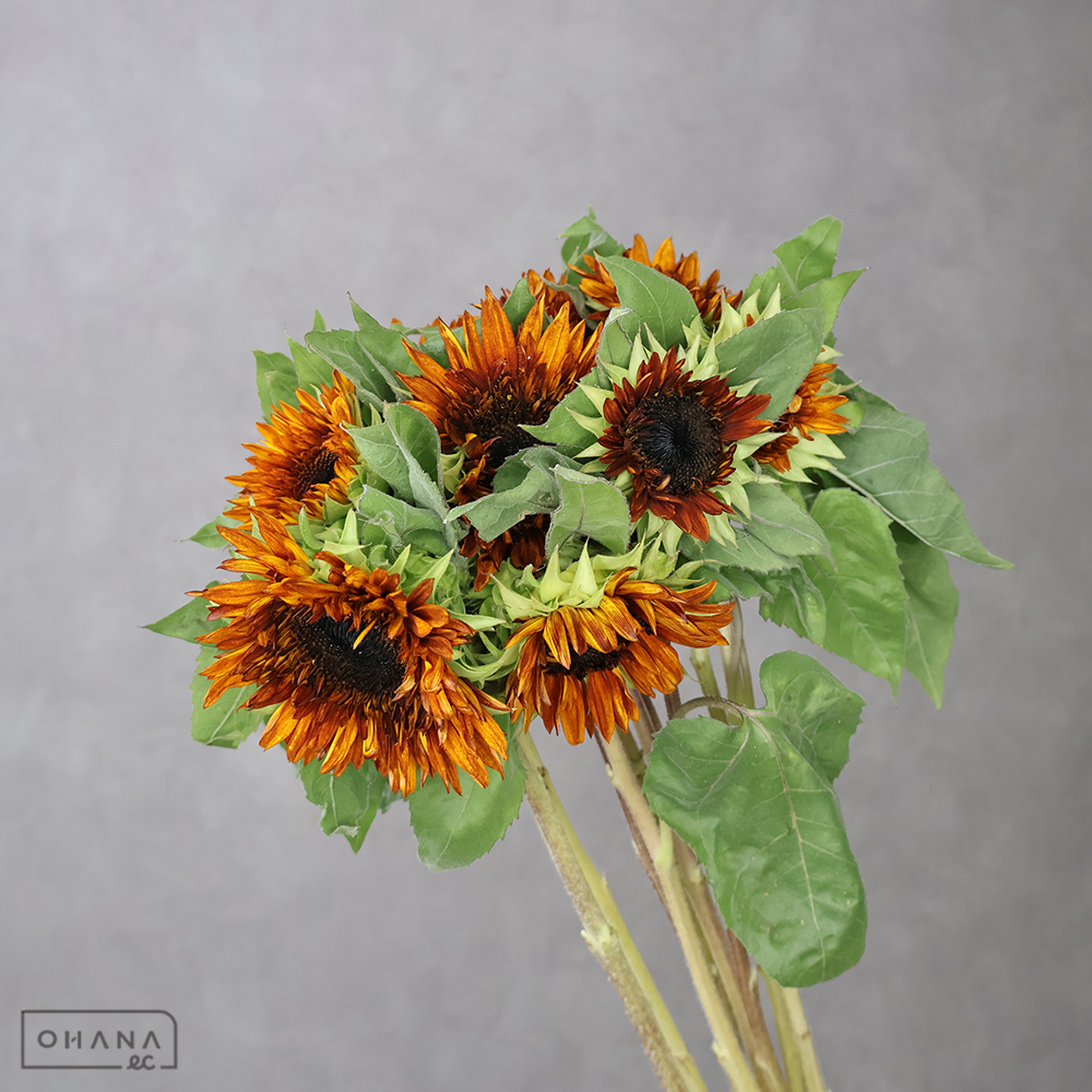 ヒマワリ　ダージリン  65cm 