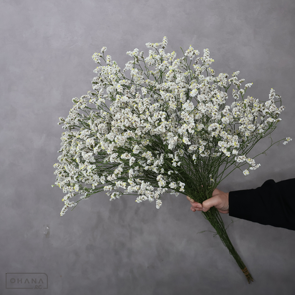 ＨＢスターチス白　キノブルーム　秀 80cm ■発送時は75cm以下にカット