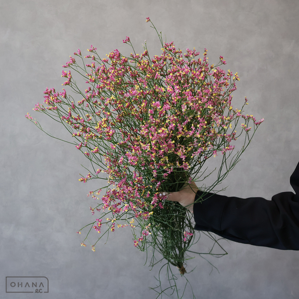 【SALE】宿根スターチス　キノパッション 秀 80cm　※クレーム対象外