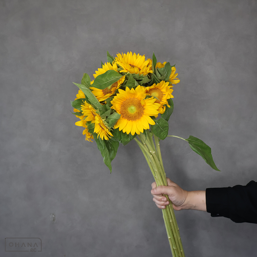 ヒマワリオレンジ　サンリｯチＵＰ　フレｯシュオレンジ　秀 70cm 花径8-10cm