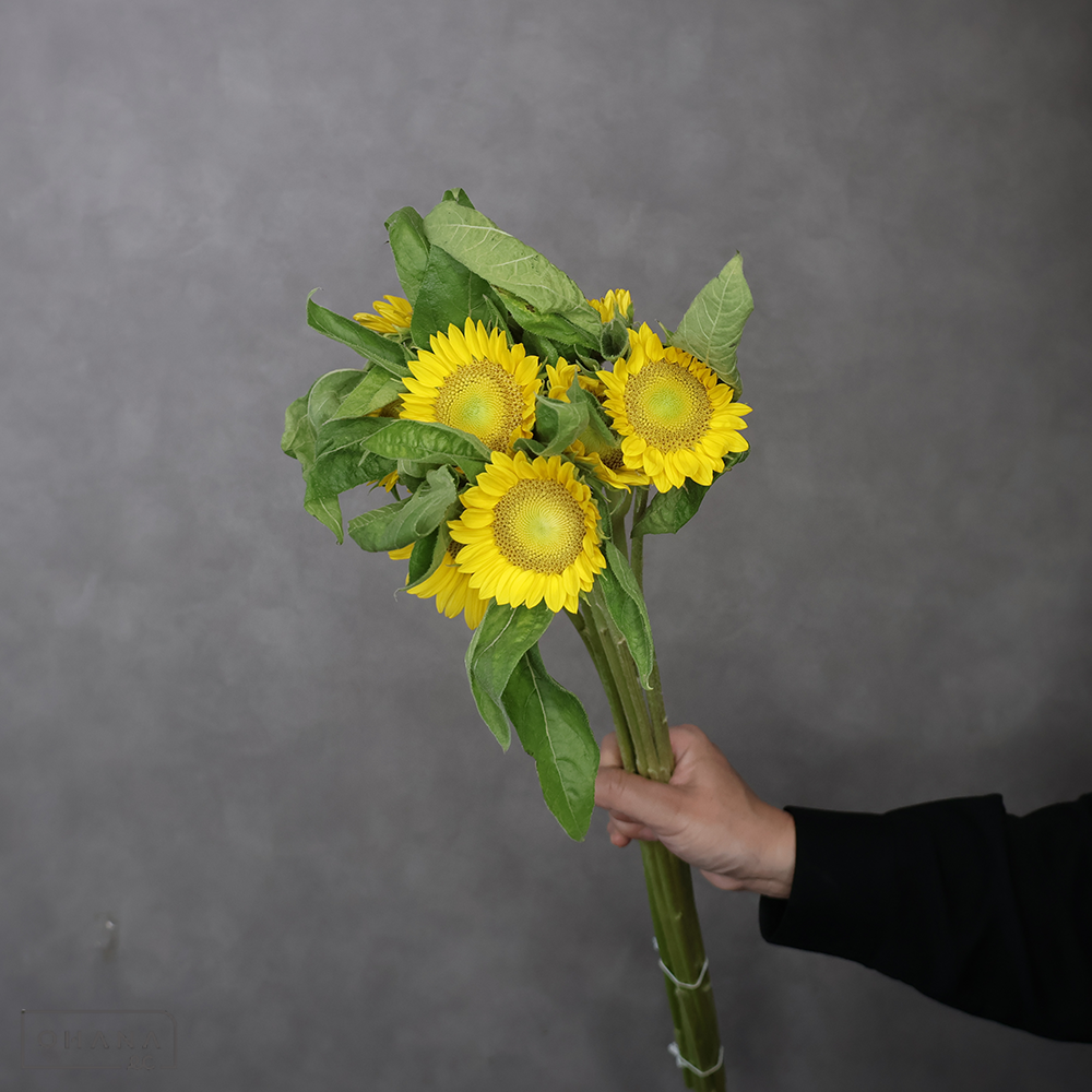 ヒマワリ黄　サンリッチＵＰ　フレッシュレモン　秀優 70cm 花径6-8cm