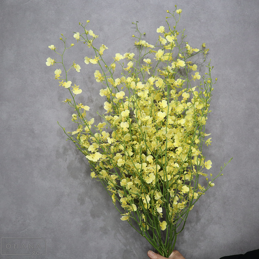オンシジューム　サンライズ  3L80cm■発送時は75cm以下にカット