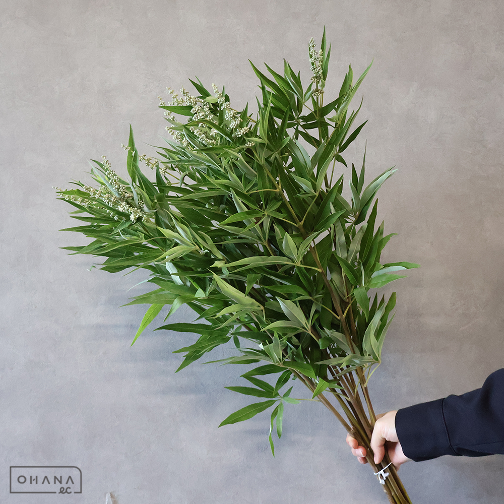 セイヨウニンジンボク　　70cm