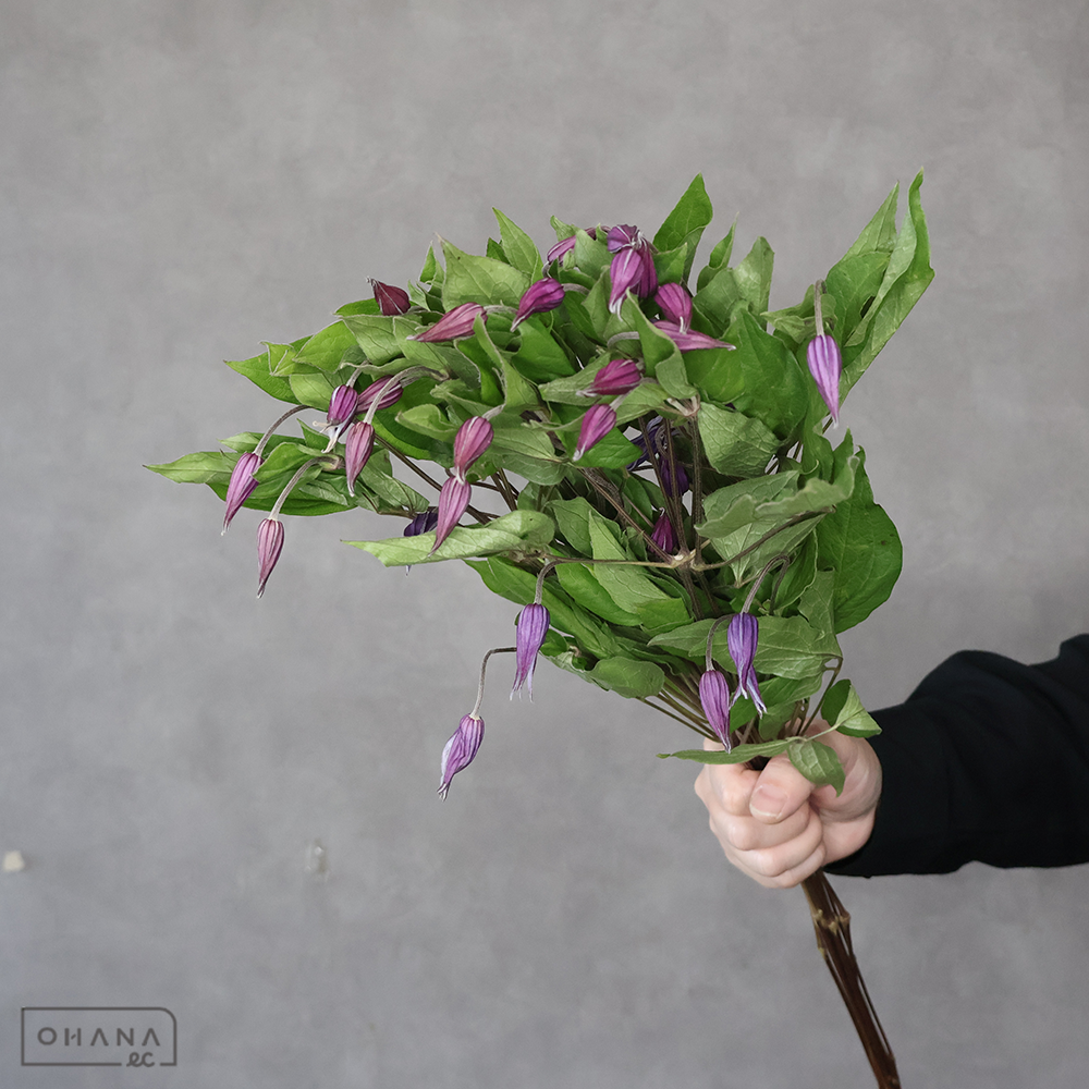 クレマチス　ブルーピルエット 60cm