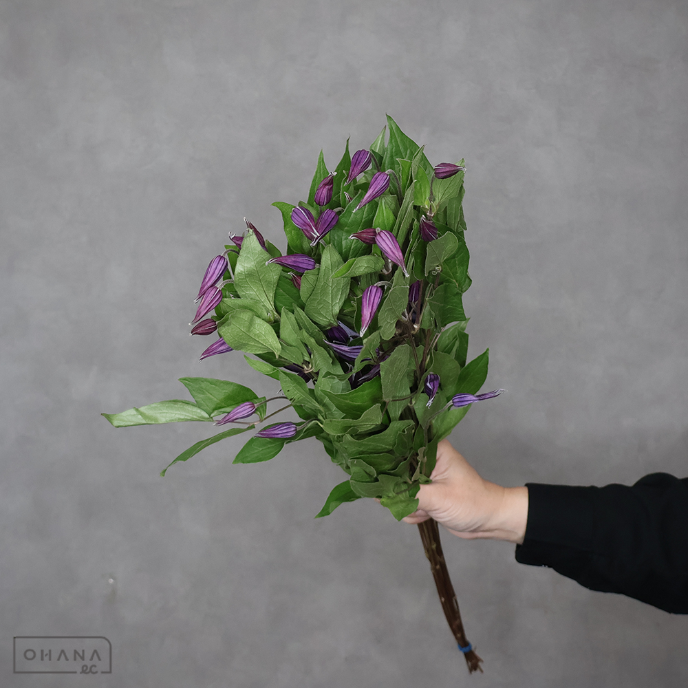 クレマチス　ブルーピルエット　60cm