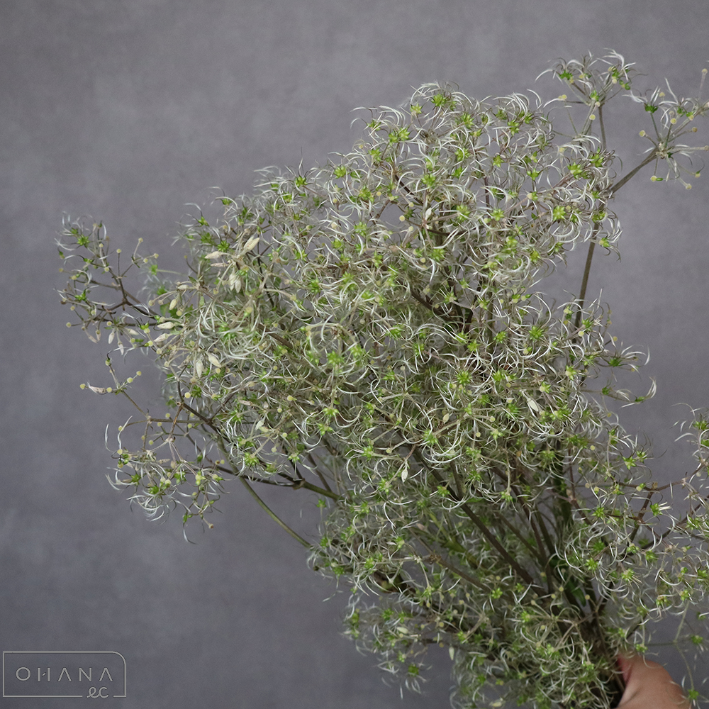 テッセン　草ボタン　70cm  ※5本束