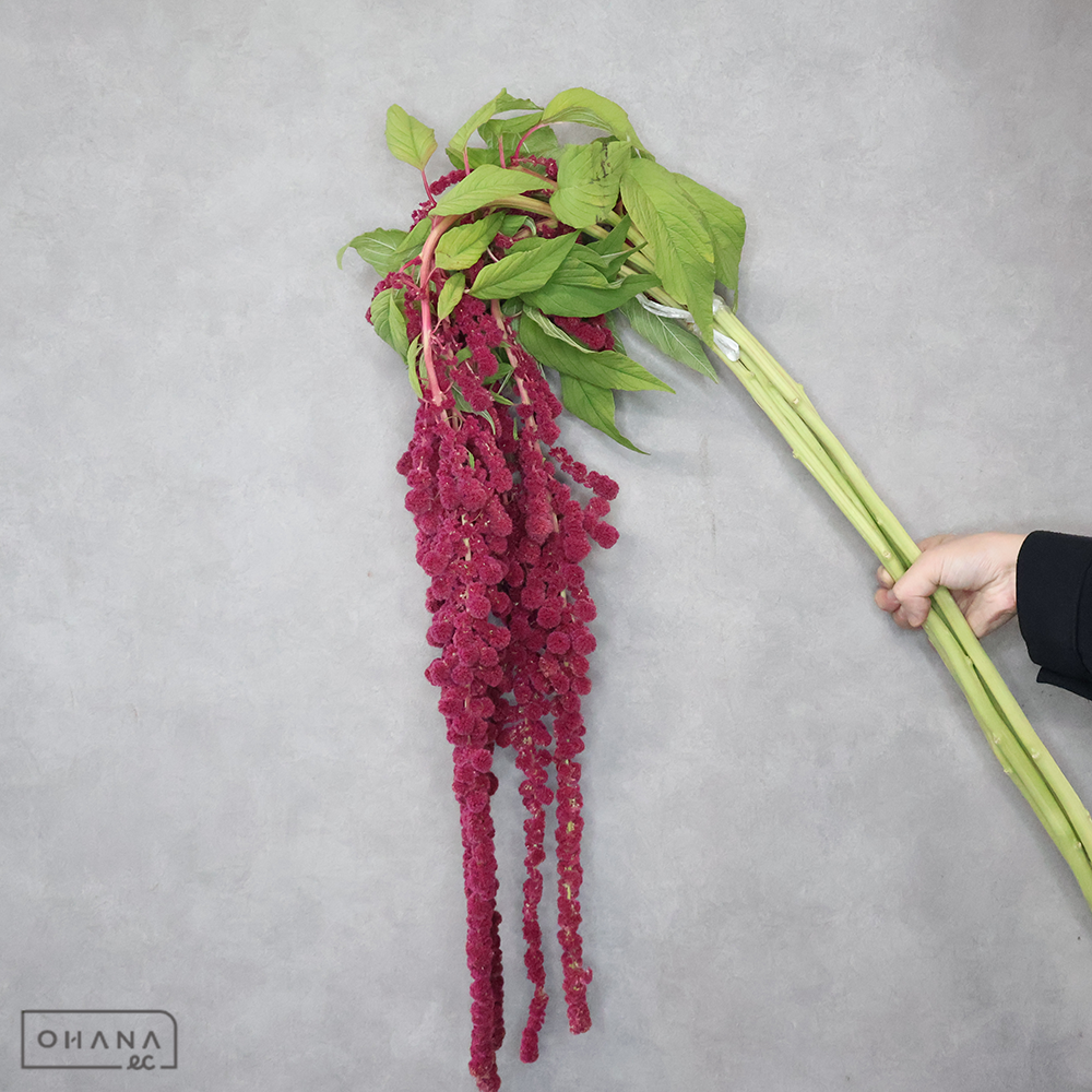 ケイトウ　ハンギングレッド 秀 100cm ■発送時は75cm以下にカット