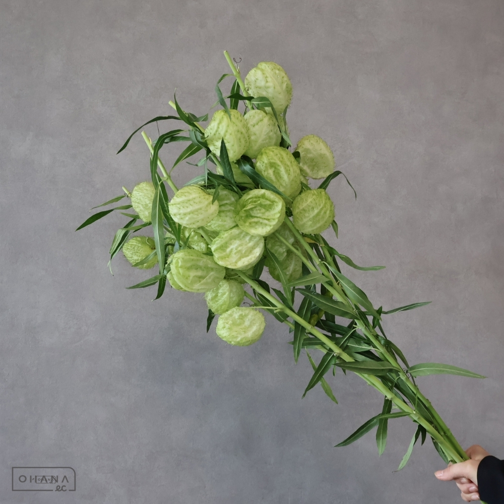 フウセントウワタ　秀 60cm 