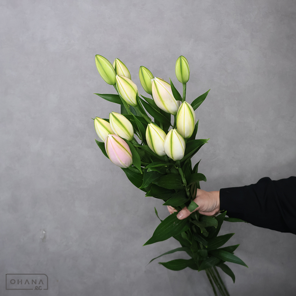オリエンタル八重　アミスタッド　90cm 3輪 ﾎﾞﾘｭｰﾑ有 ■発送時は75cm以下にカット