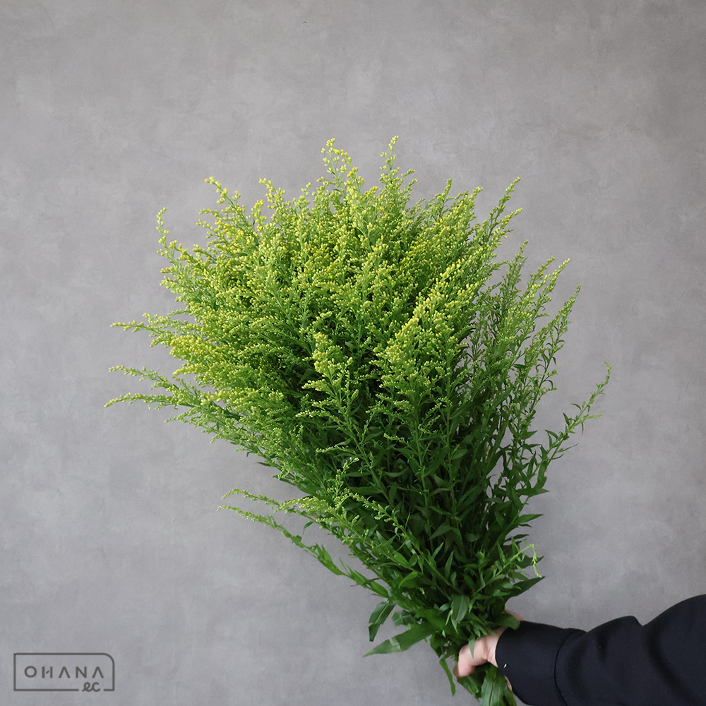 ソリダゴ　タラ ※葉傷みあり　秀2L 70cm 