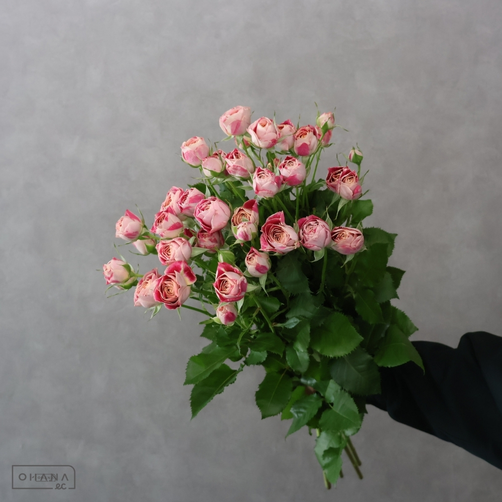 ＳＰバラ複色　チアフル　A 70cm