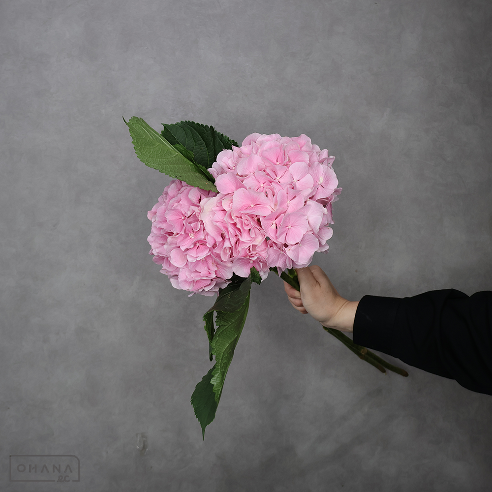 【SALE】アジサイ　ベラナ　ライトピンク　 60cm  ※2本束　※クレーム対象外