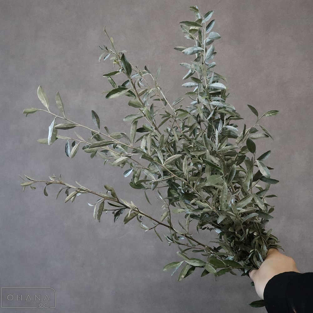 ロシアンオリーブ　60cm 