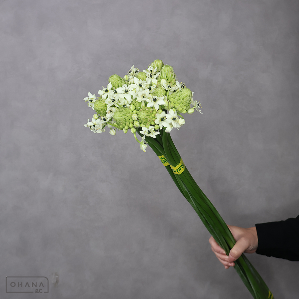 オーニソガラム白　サンデルシー　秀 80cm ■発送時は75cm以下にカット