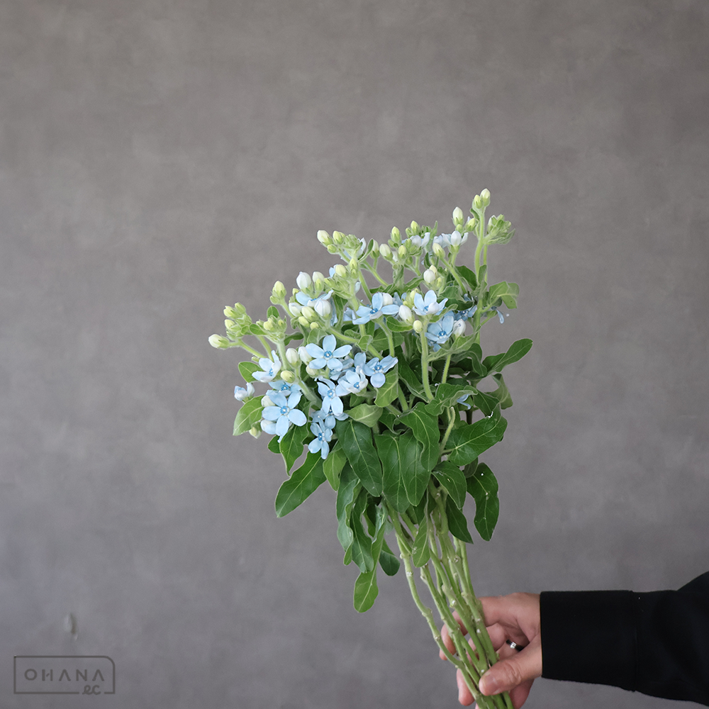 キーワード「その他の切花」での検索結果 | お花の仕入れならOHANAec