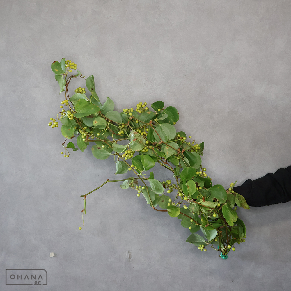 サンキライ　 90-60cm ■発送時は75cm以下にカット
