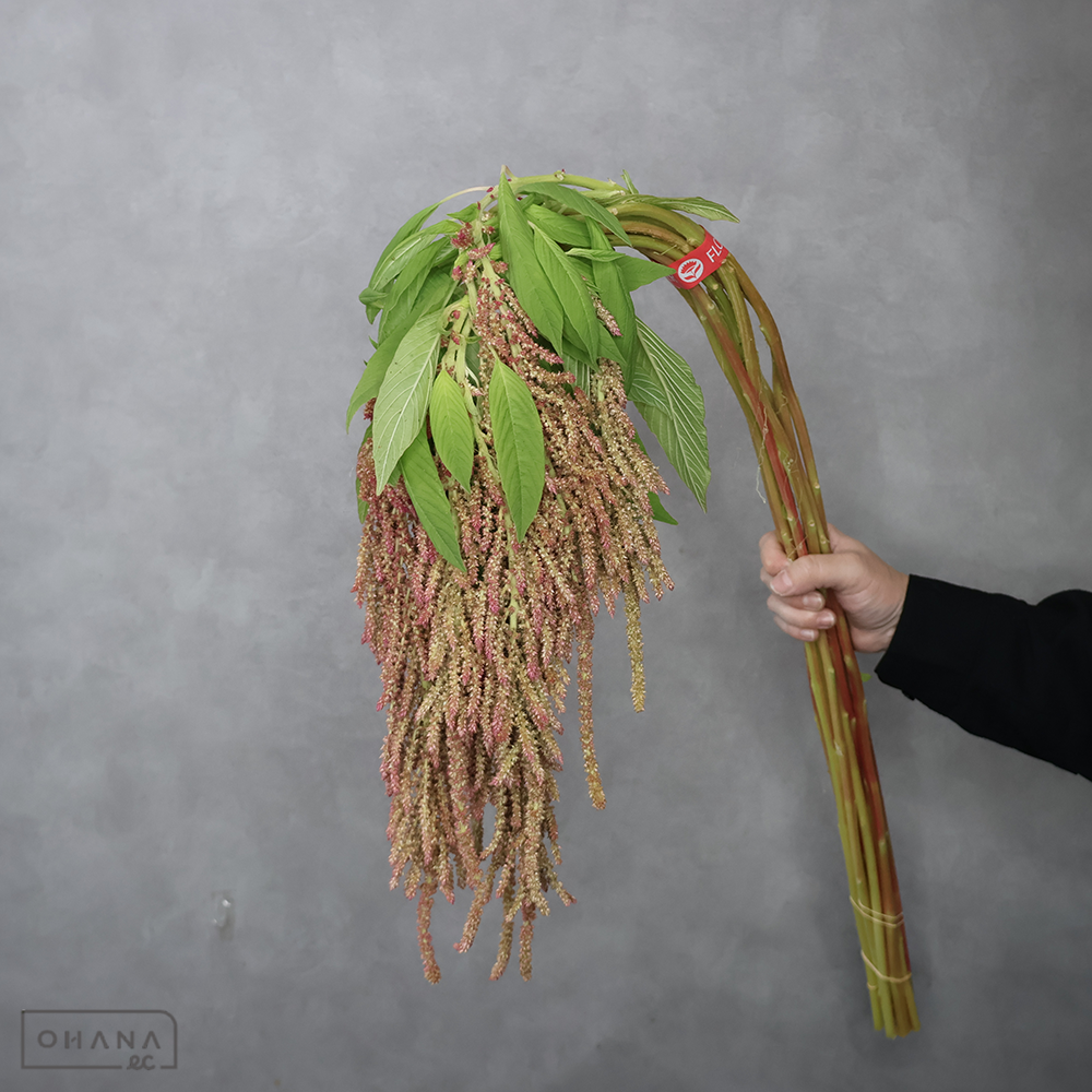 ケイトウ赤　コーダタスレッド　80cm ■発送時は75cm以下にカット