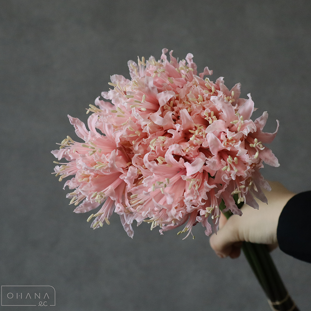ネリネ ライトピンク　45cm