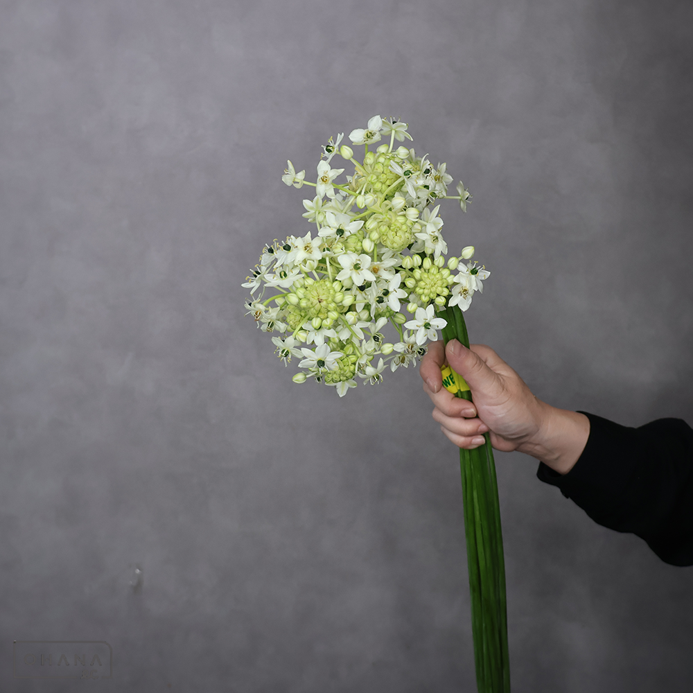 オーニソガラム白　サンデルシー　秀 80cm ■発送時は75cm以下にカット
