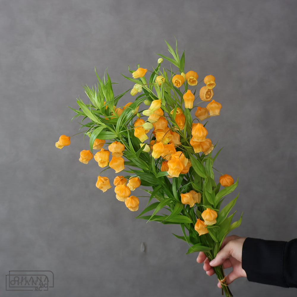 サンダーソニア 60cm 丸朝園芸
