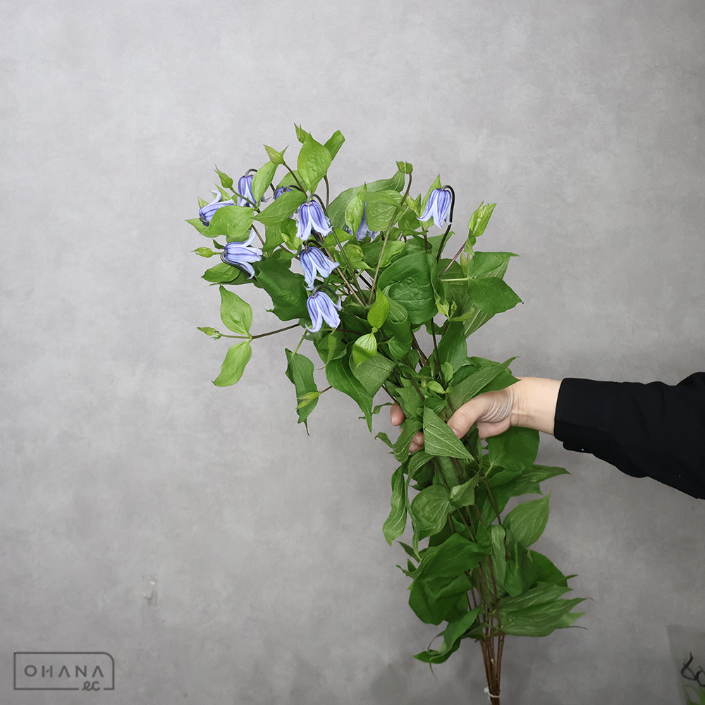 クレマチス　スウェディシュベルズ　70cm